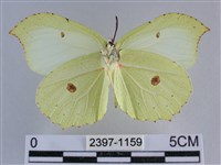 臺灣鉤粉蝶藏品圖，第2張