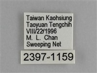 臺灣鉤粉蝶藏品圖，第3張