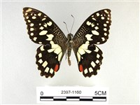 花鳳蝶、無尾鳳蝶藏品圖，第1張