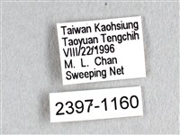 花鳳蝶、無尾鳳蝶藏品圖，第3張