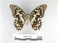 花鳳蝶、無尾鳳蝶藏品圖，第2張