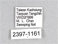 花鳳蝶、無尾鳳蝶藏品圖，第3張