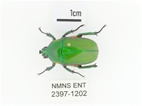 小扇角金龜藏品圖，第1張