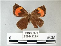 錨紋蛾藏品圖，第1張