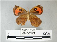 錨紋蛾藏品圖，第2張