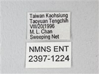 錨紋蛾藏品圖，第3張