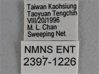 散紋盛蛺蝶藏品圖，第3張