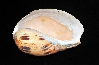 椰子螺藏品圖，第2張