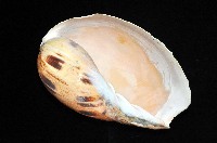 椰子螺藏品圖，第3張