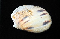 椰子螺藏品圖，第10張