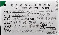 椰子螺藏品圖，第12張