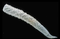 未知種偕老同穴海綿藏品圖，第5張