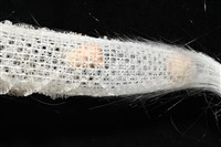 未知種偕老同穴海綿藏品圖，第8張