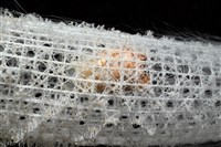 未知種偕老同穴海綿藏品圖，第9張