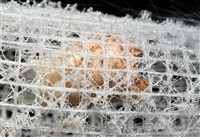 未知種偕老同穴海綿藏品圖，第10張