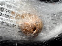 未知種偕老同穴海綿藏品圖，第15張