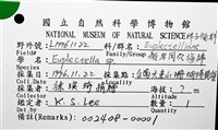 未知種偕老同穴海綿藏品圖，第16張