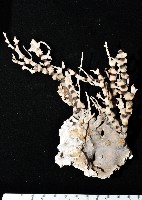 未知種海竹珊瑚藏品圖，第1張