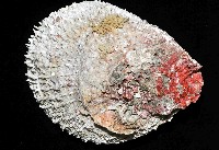 貯水海菊蛤藏品圖，第2張