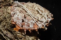 紫斑海菊蛤藏品圖，第2張