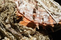 紫斑海菊蛤藏品圖，第4張