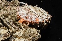紫斑海菊蛤藏品圖，第6張