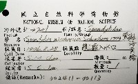 紫斑海菊蛤藏品圖，第8張