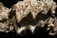 鋸齒牡蠣藏品圖，第3張
