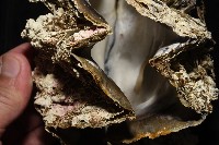 鋸齒牡蠣藏品圖，第5張
