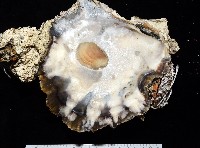 鋸齒牡蠣藏品圖，第10張