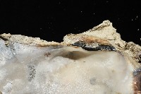鋸齒牡蠣藏品圖，第13張