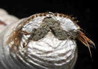 不倒翁蟲藏品圖，第4張