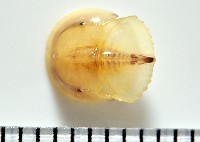 中國鱟(三刺鱟)藏品圖，第1張