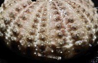 芮氏刻肋海膽藏品圖，第2張