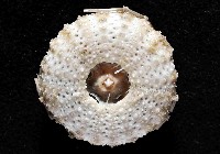 芮氏刻肋海膽藏品圖，第4張