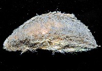海鼠鱗沙蠶藏品圖，第3張