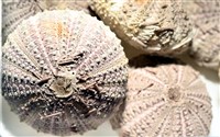 芮氏刻肋海膽藏品圖，第2張