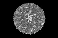 芮氏刻肋海膽藏品圖，第7張