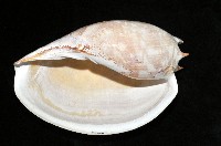 閃電椰子渦螺藏品圖，第4張