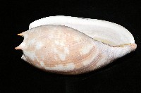 閃電椰子渦螺藏品圖，第5張