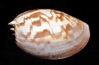 閃電椰子渦螺藏品圖，第6張