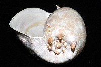 閃電椰子渦螺藏品圖，第8張