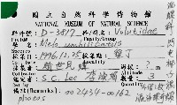 閃電椰子渦螺藏品圖，第13張