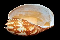 閃電椰子渦螺藏品圖，第14張