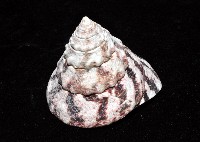 紅斑鐘螺藏品圖，第6張