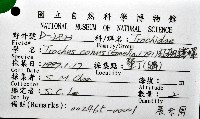 紅斑鐘螺藏品圖，第12張