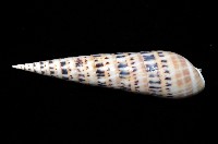大筍螺藏品圖，第4張
