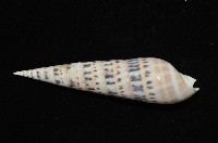大筍螺藏品圖，第5張