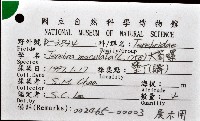 大筍螺藏品圖，第12張