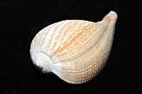 大枇杷螺藏品圖，第4張